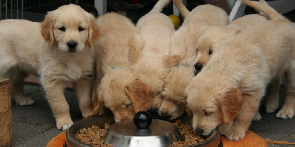 koiranpennun ruokinta